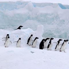 南極の動物たちと海洋観測