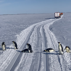 コウテイペンギンの海氷散歩