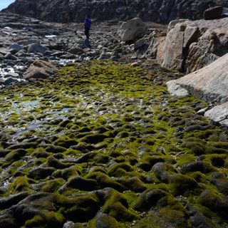 南極の陸水生態系の謎に迫る！（陸上湿地チームの観測・前編）