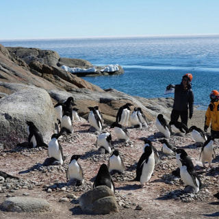 ペンギンチームのお仕事