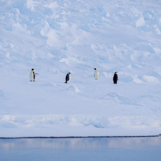 【2018.12.18】ペンギンたちのお出迎え