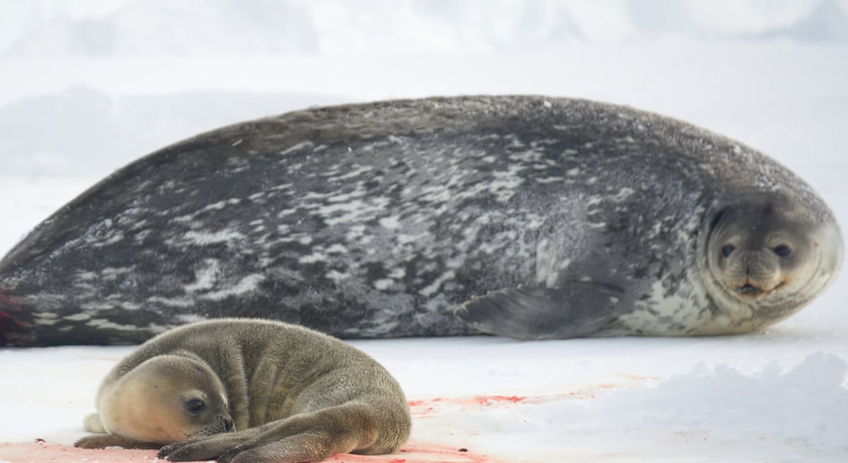 アザラシの親子