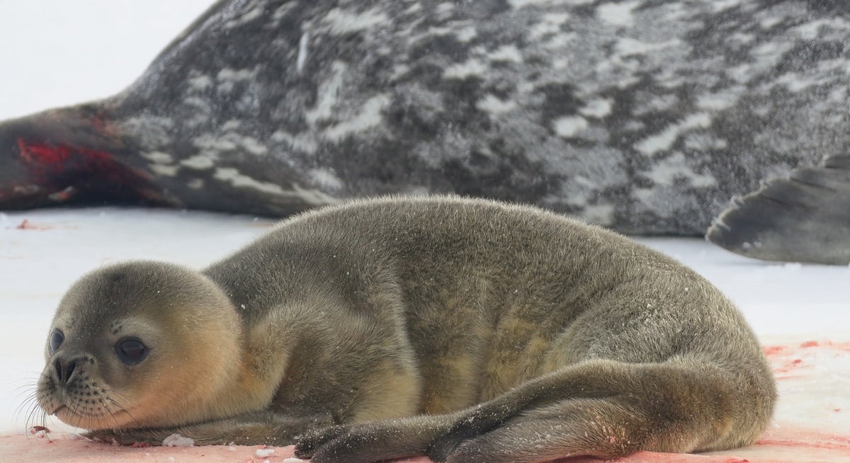 アザラシの赤ちゃん