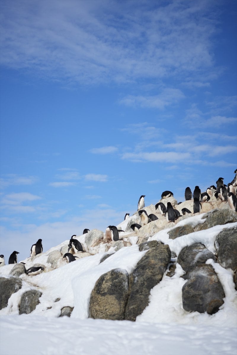 ペンギンルッカリー
