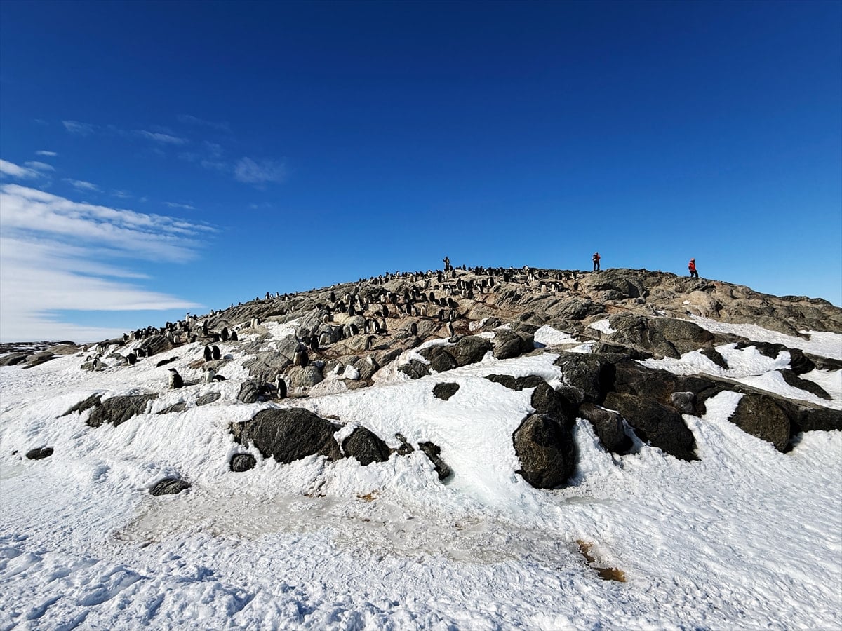 ペンギンルッカリー