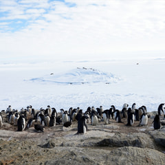 ペンギン調査の開始　ペンギンチーム、ペンギンセンサスチーム