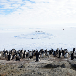 ペンギン調査の開始　ペンギンチーム、ペンギンセンサスチーム