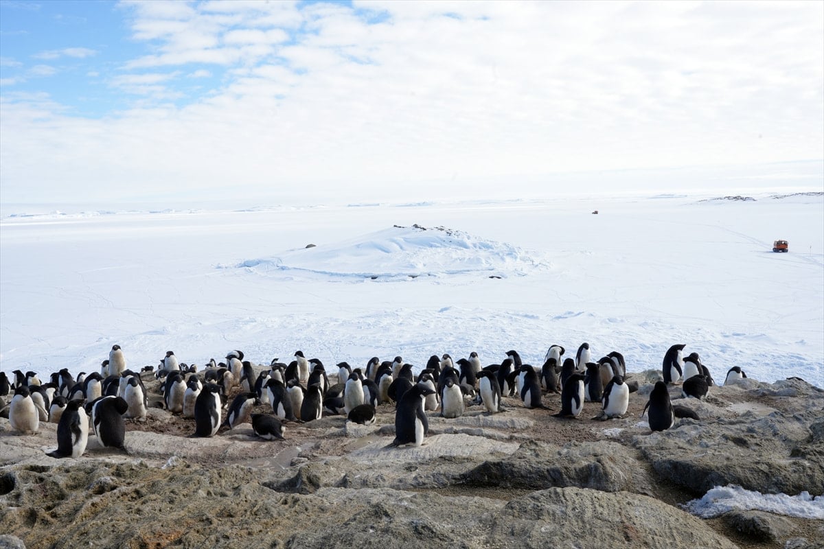 ペンギンルッカリー