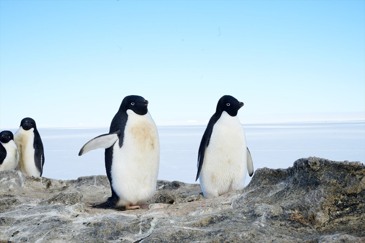 アデリーペンギン