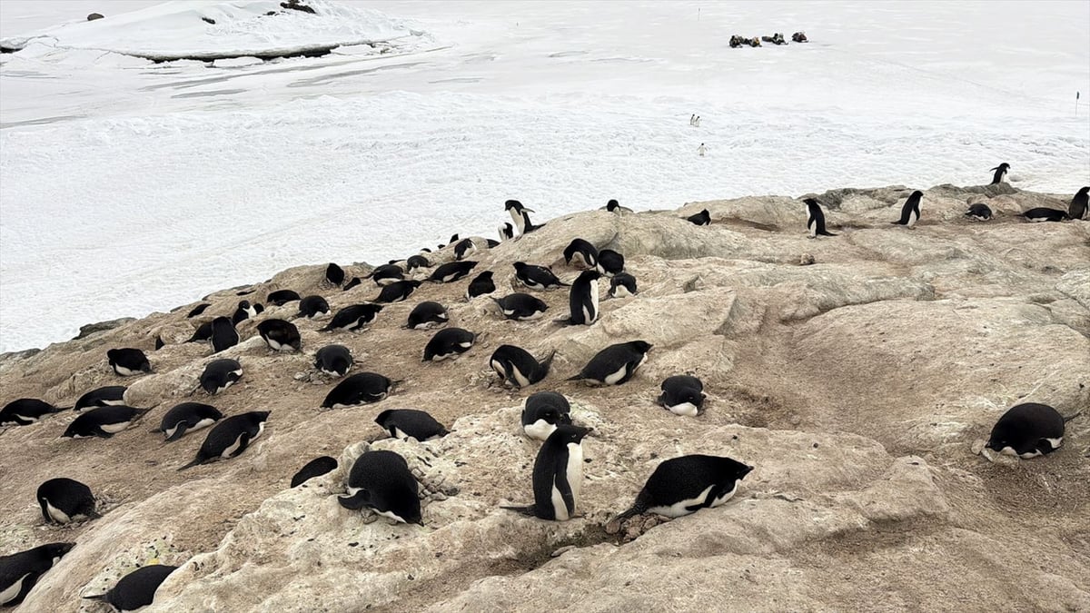 アデリーペンギン