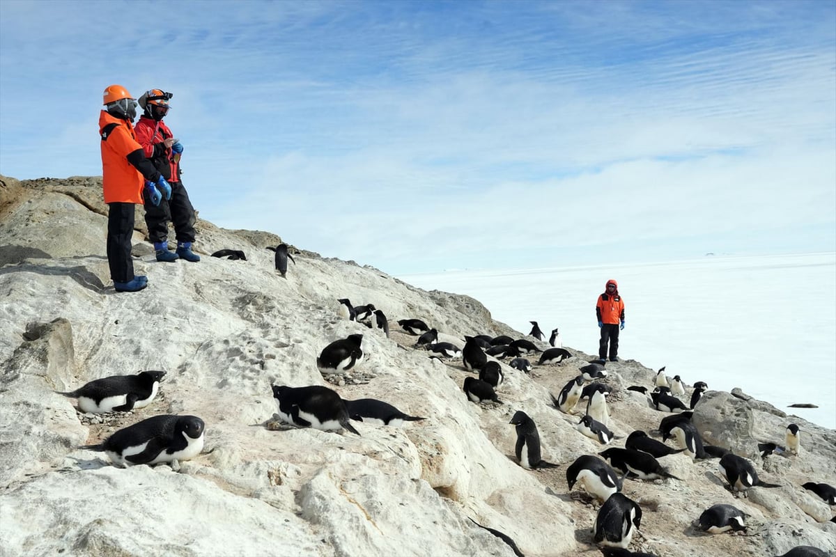 ペンギンセンサス