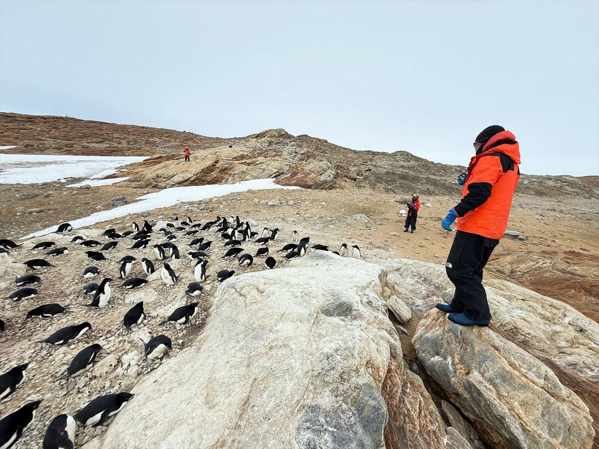 ペンギンセンサス
