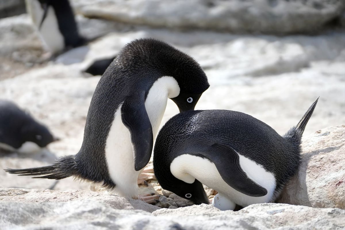 アデリーペンギンのペア