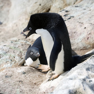 ペンギン調査の続き ペンギンチーム、ペンギンセンサスチーム