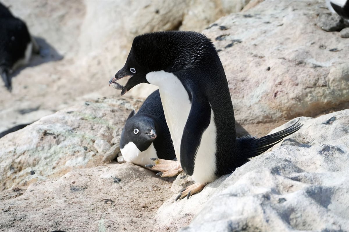 アデリーペンギンのペア