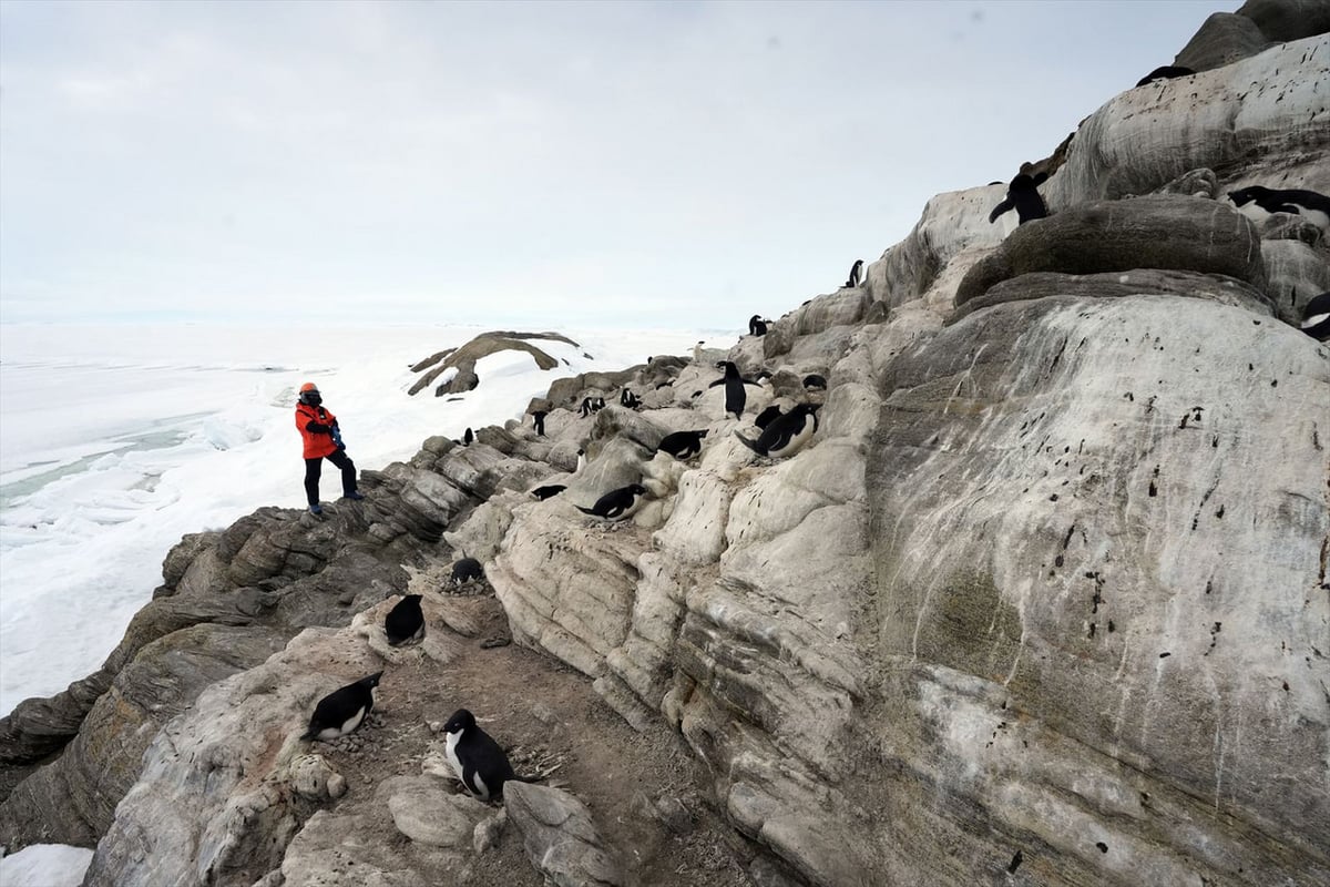 ペンギンセンサス