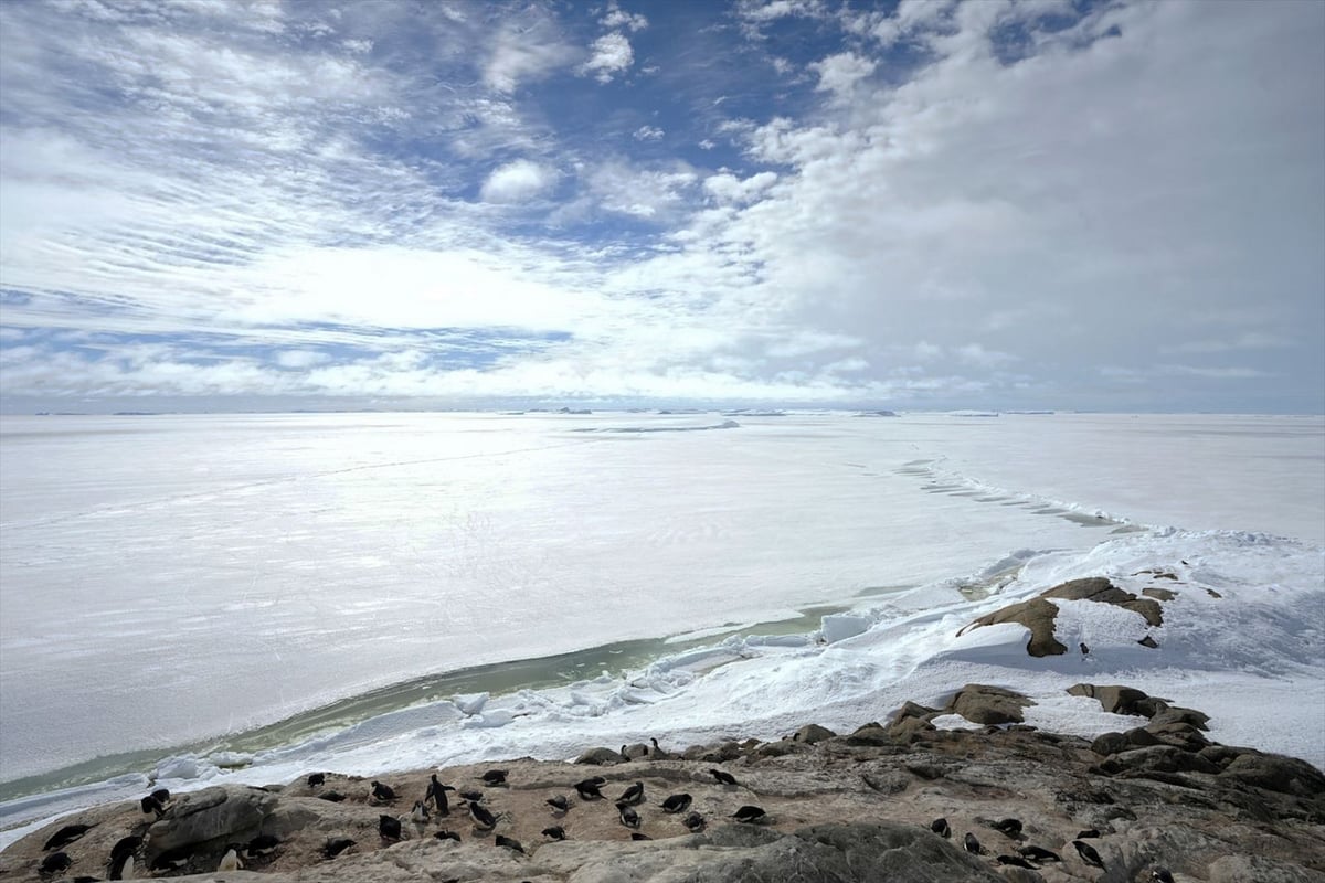 ルッカリーと景色