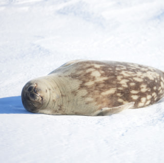 春の訪れ アザラシやペンギンなどの様子