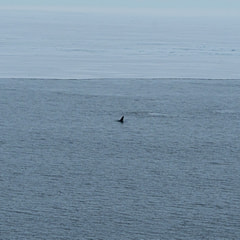 昭和基地沖の定着氷域に入りました