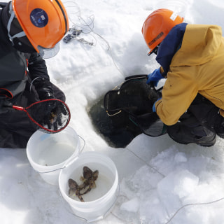 海氷下の魚類の行動を探る