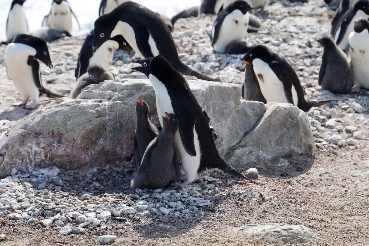 スカルブスネス探訪記 ペンギンチーム編 - 観測隊ブログ